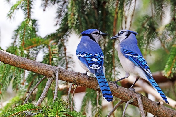 Classy Times Two by Deb Oppermann
